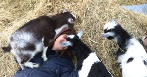Jhenna and baby goats6