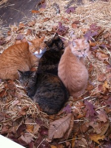 Simba (far left), Scout (bottom), Flash (sandwisched between Simba and Mommy Cat) and Mommy Cat (far right)