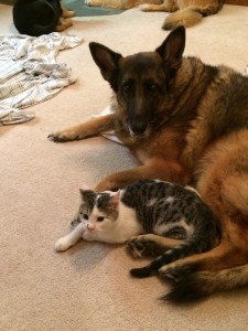Speckles (cat) and Katja (dog)