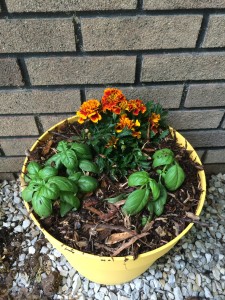 Finsihed product... marigolds and basil with a little mulch to help prevent soil from splashing over in heavy rain