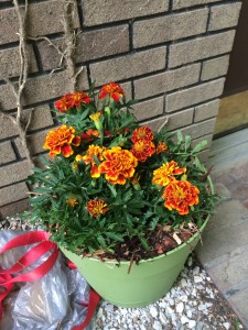 Pot of marigolds by our front door... makes a barrier mosquitoes don't want to pass!
