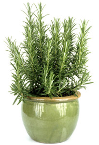 potted rosemary 