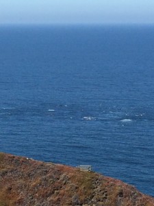 Hard to see the whales, but I prmise tey are there. They wouldn't cooperate for a good picture. "They are feeding on anchovies," a fellow whale watcher tells us