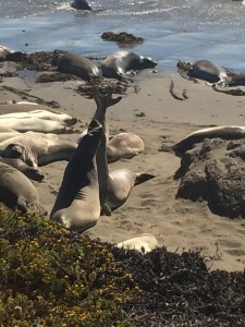 Elephant seals at play... or fighting... who knows