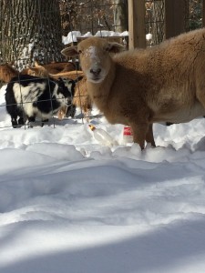Molly the sheep with some goat friends in the background. 